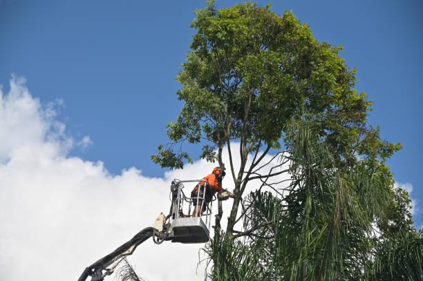 Best Seasonal Cleanup  in Algonac, MI